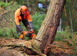 How Our Tree Care Process Works  in  Nampa, ID